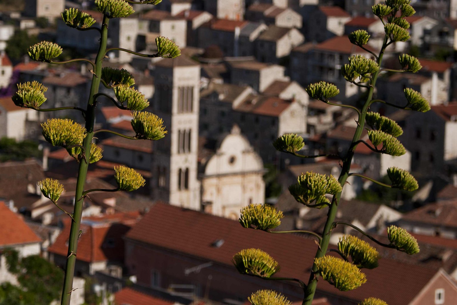 Photo of Cathedral of St. Stephen, Hvar Heritage